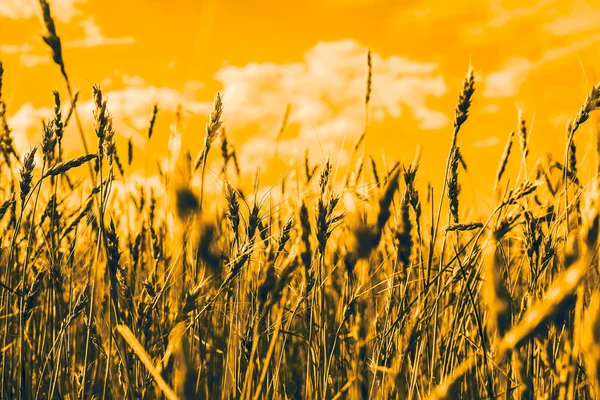 Пшениця, небо і білі хмари — стокове фото