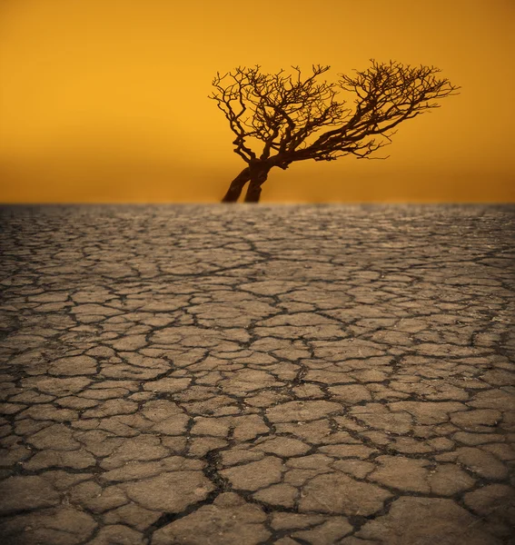 Árvore na terra rachada no deserto — Fotografia de Stock