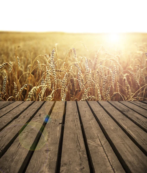 황밀 밭 — 스톡 사진