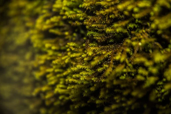 Green moss texture — Stock Photo, Image