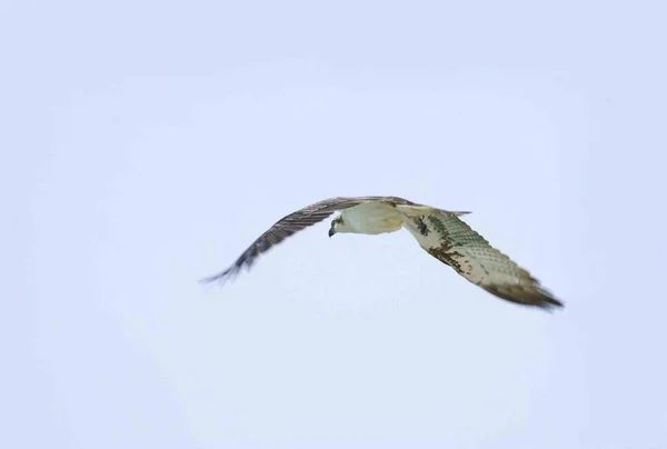 Latający orzel lub falcon przeciw błękitne niebo — Zdjęcie stockowe