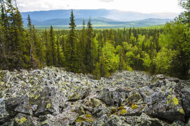 Çam ormanlı dağ manzarası.