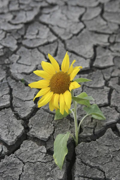 Blooming sunflower in dry soil — Stock Photo, Image