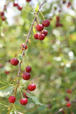 Ağaç dalında olgun kirazlar. 
