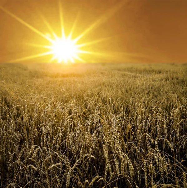 Weizenähren über Feld — Stockfoto