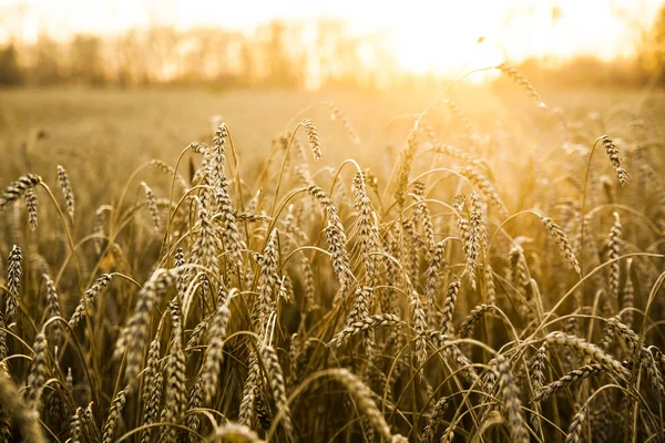 Wheat ears over field — Stock Photo, Image