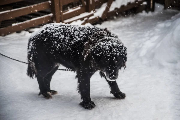 Nevado preto cão de pé — Fotografia de Stock