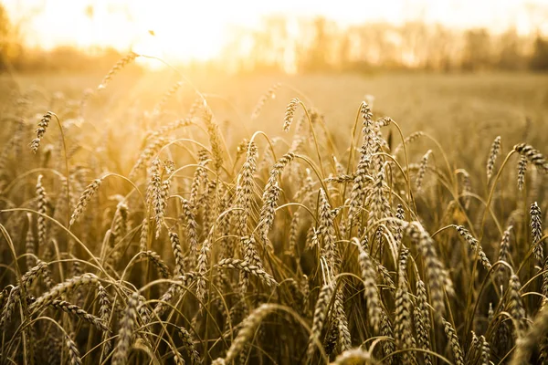 Espigas de trigo sobre o pôr do sol — Fotografia de Stock