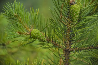 çam kozalakları ile Şubesi. 