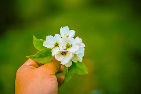 Рука держа весенний цветок — стоковое фото