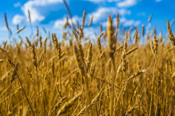 Пшеничні вуха над небом . — стокове фото