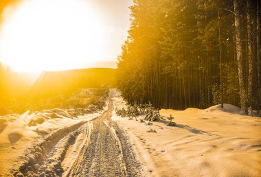 kışın soğuk bir gün batımı ağaçta.