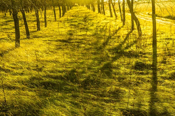 Sombras de árvores com raios de sol . — Fotografia de Stock