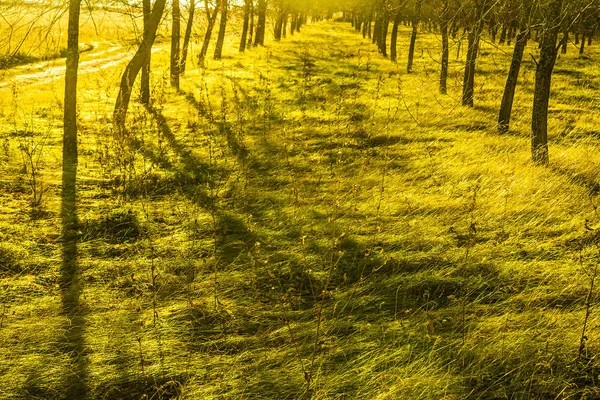 Sombras de árvores com raios de sol . — Fotografia de Stock