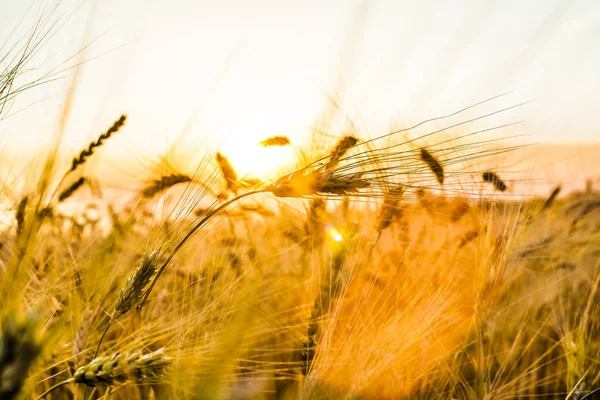 Uši pšenice po západu slunce — Stock fotografie