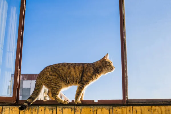 Cat est assis sur le cadre de la fenêtre — Photo