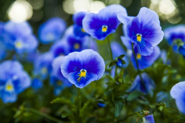 Flori albastre pe teren — Fotografie, imagine de stoc