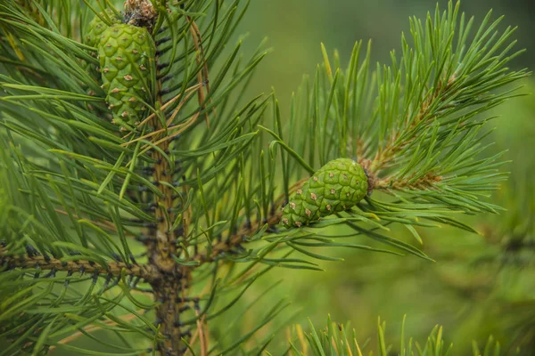 Branch of pine with  cones. — Stock Photo, Image