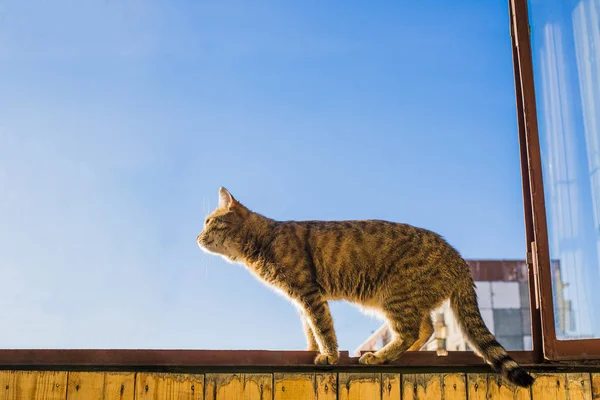 Cat est assis sur le cadre de la fenêtre — Photo