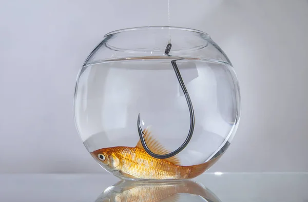 Peces de oro en el fondo del acuario — Foto de Stock