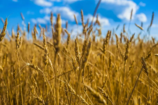 Wheat ears over  sky. — Stock Photo, Image