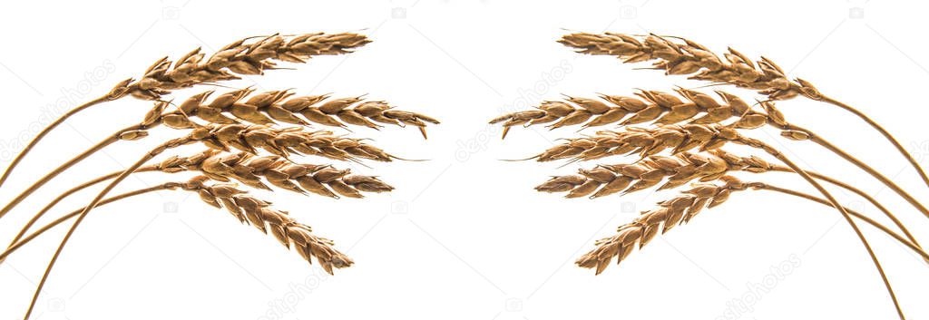 golden reap ears of wheat  