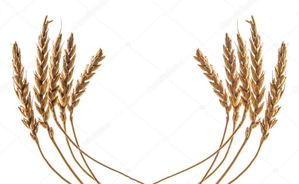 golden reap ears of wheat  