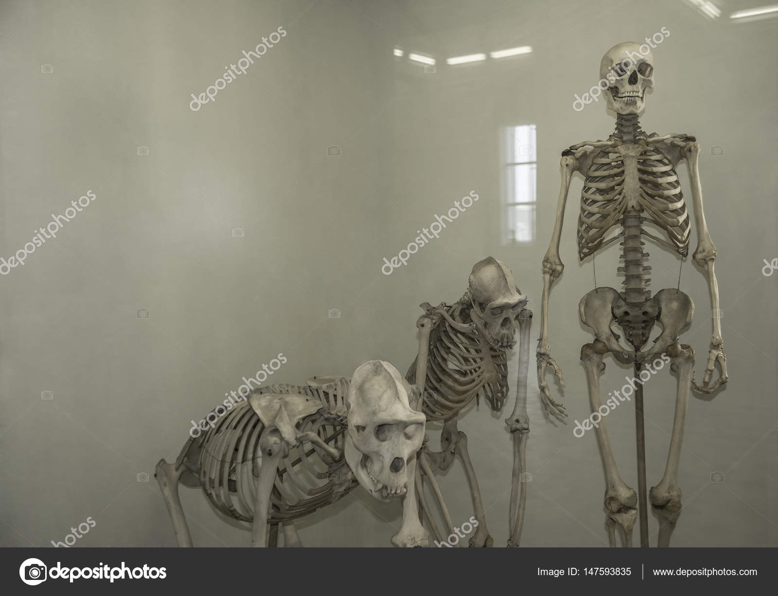 The skull of Australopithecus africanus Stock Photo by ©borjomi88 147593835