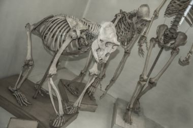 Australopithecus africanus kafatasları