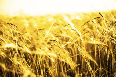 buğday kulaklarını günbatımı