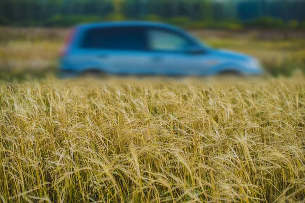 Carro no campo de trigo — Fotografia de Stock