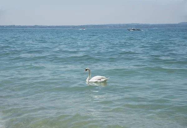 Alleen Swan op Gardameer — Stockfoto