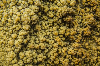 Deniz tuzu kristalleri.