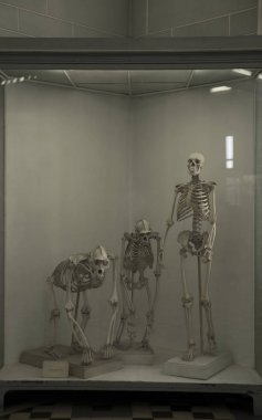 Australopithecus africanus kafatasları
