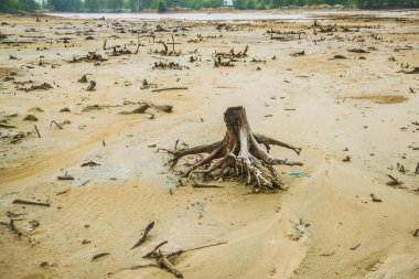 çam ağaç kütükleri öldü