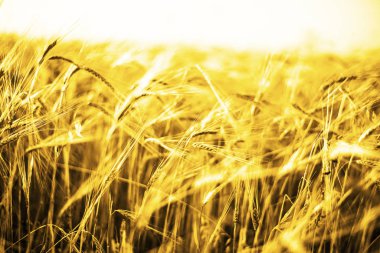 buğday kulaklarını günbatımı