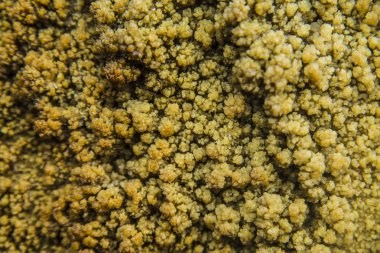 Deniz tuzu kristalleri.