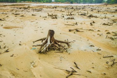 çam ağaç kütükleri öldü