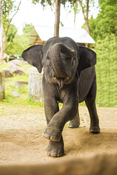 Éléphant bébé danse — Photo