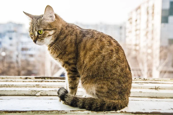 Cat si siede sul telaio della finestra — Foto Stock