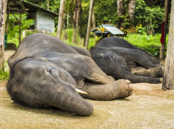 two Sleeping on land young elephants. couple of animals sleeping outdoor in hot summer day.