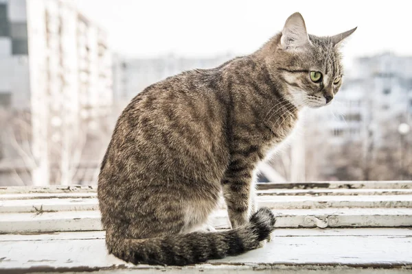 Katze sitzt auf Fensterrahmen — Stockfoto