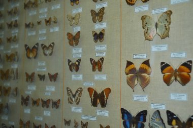 Sankt Petersburg, Rusya Federasyonu - 25 Nisan 2014: korunmuş kelebekler kutularında böcekler sergisi