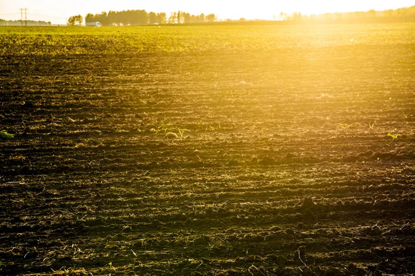 Campo agrícola e por do sol . — Fotografia de Stock