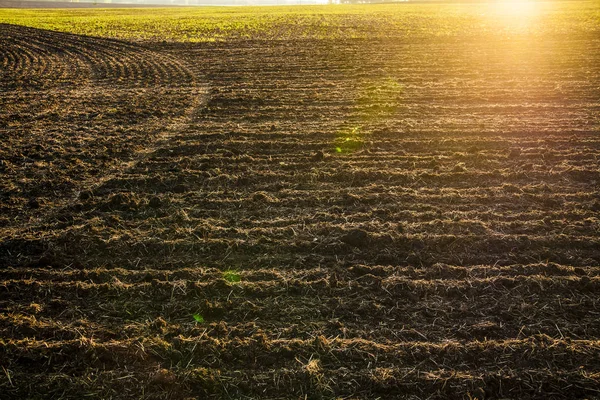 Agricultural field and sunset. — Stock Photo, Image