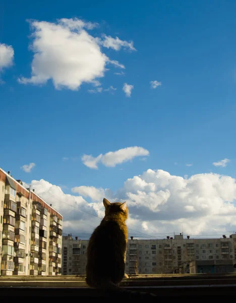 Cat est assis sur le cadre de la fenêtre — Photo