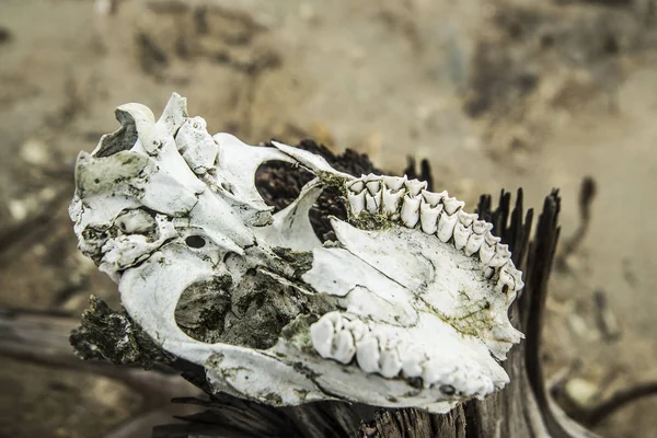 Wild animal skull — Stock Photo, Image