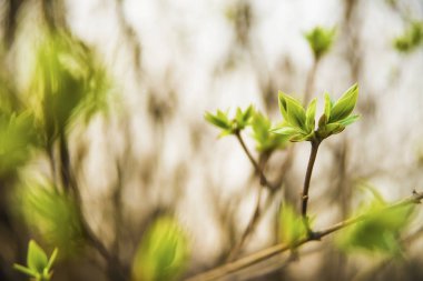 Taze yeşil yapraklı yaz dalı