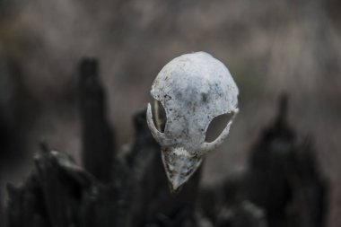 Skull of raven bird  clipart