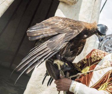Bozkır kartalı bir yandan Trainer 